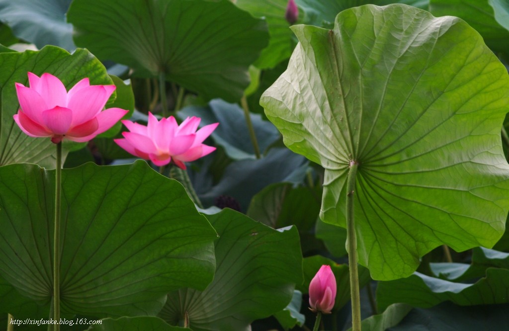 荷花小<em>姨妹</em> - 美的印象 - 池州人论坛 - ChizhouR