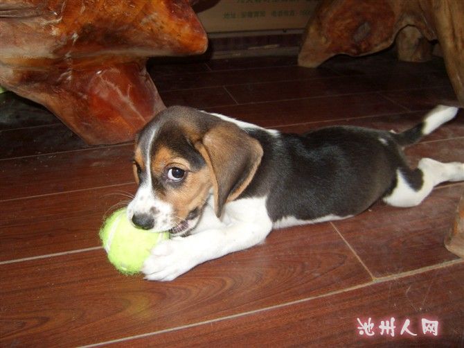 比格猎犬特价出售790