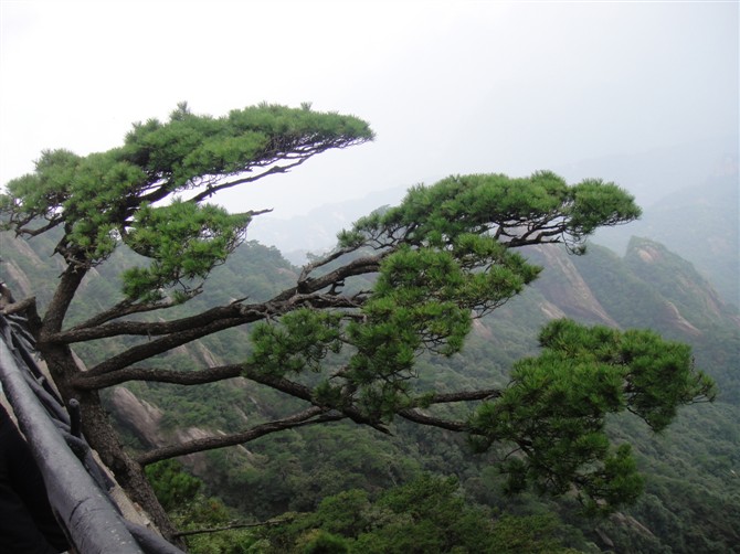 高山奇松随拍