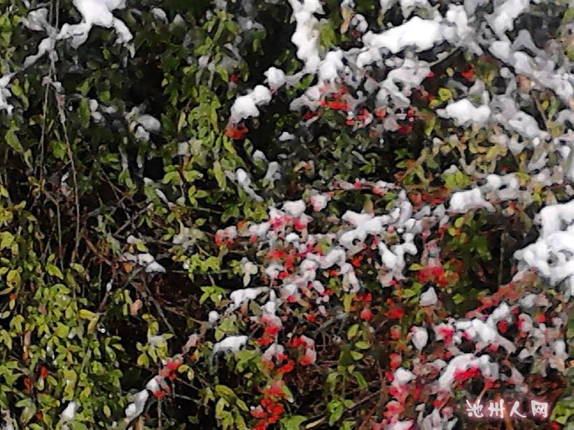  雪 中  别 样 红！