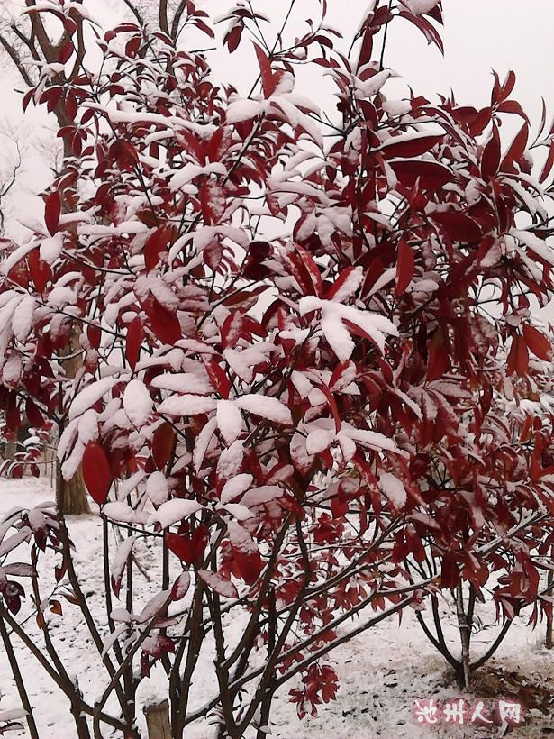    雪  中   红