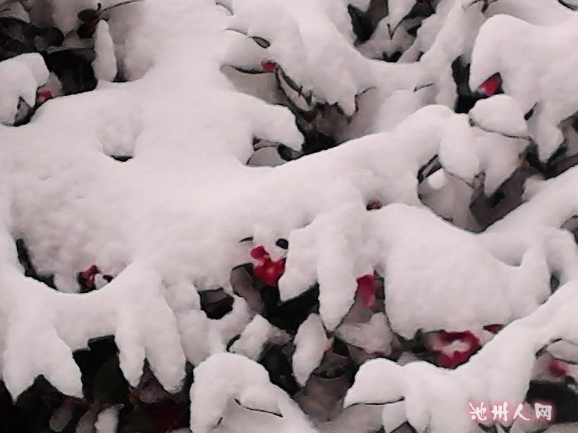    童 子 花 儿  映 雪 红