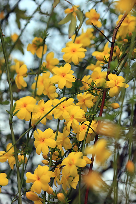 迎春花早