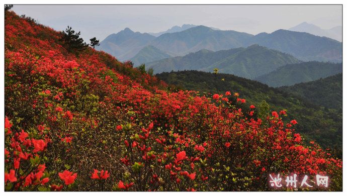 满山的野花把我点燃