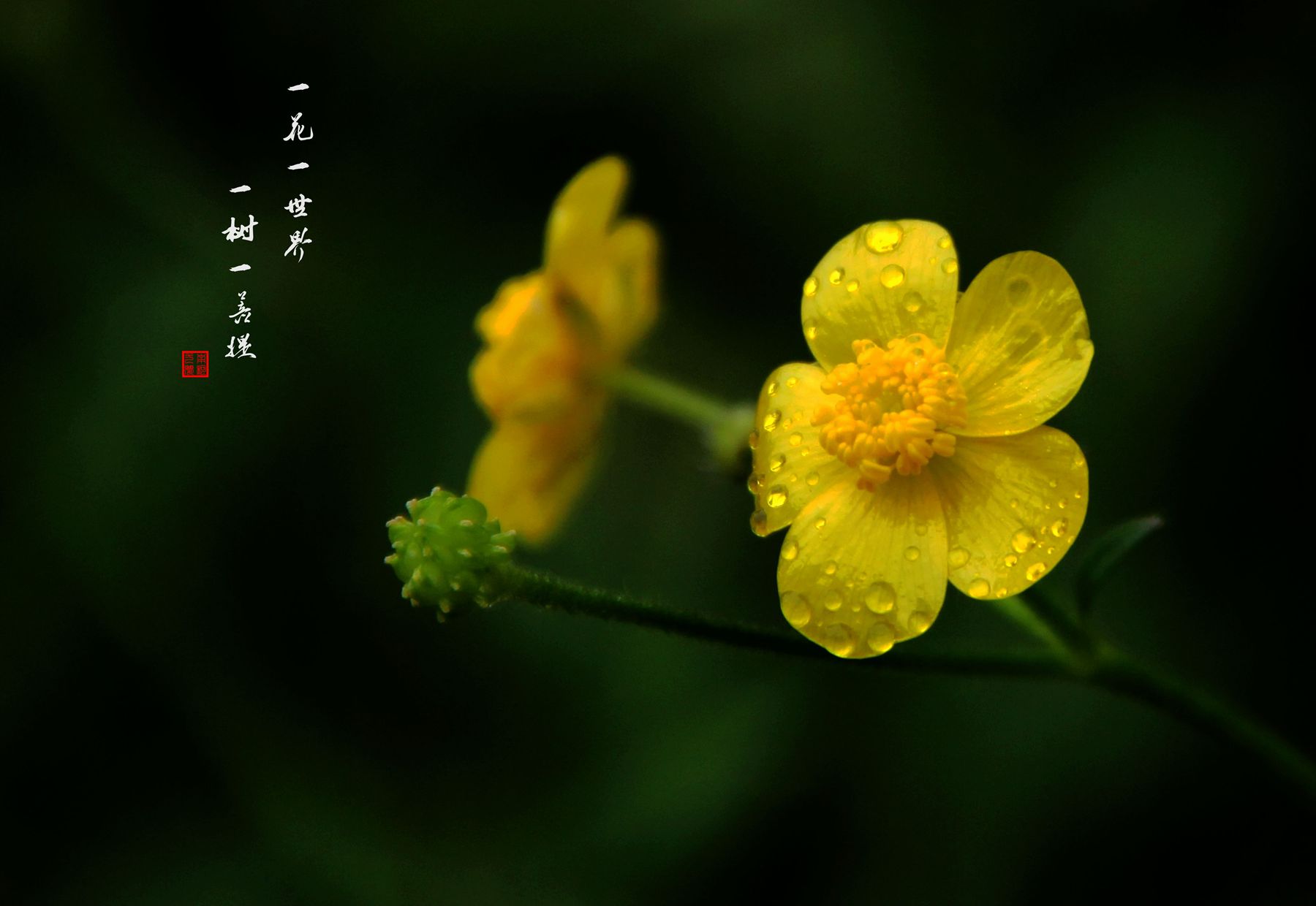 一花一世界,一树一菩提 - 美的印象 - 池州人论坛