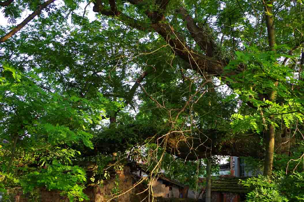 鬼柳树