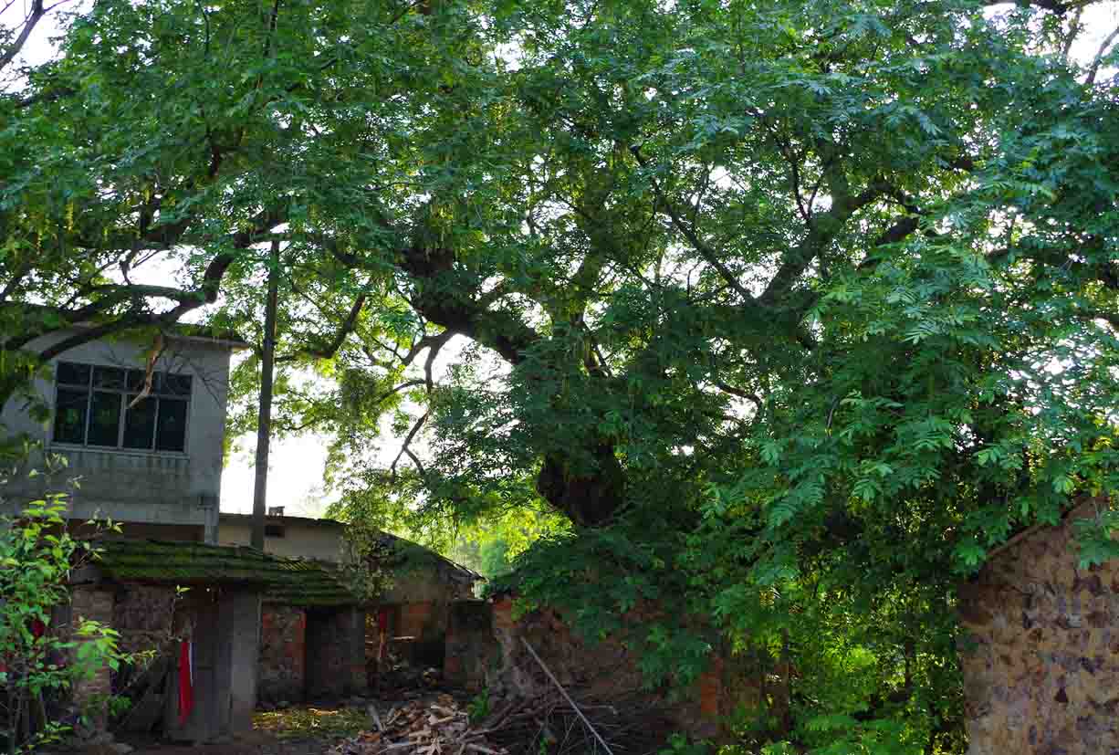 鬼柳树