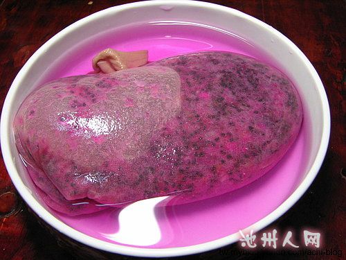 火龙果籽也长出小苗了~ - 第2页 - 七嘴八舌 - 池