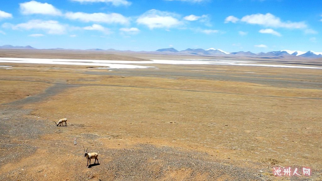 可可西里——藏 羚 羊