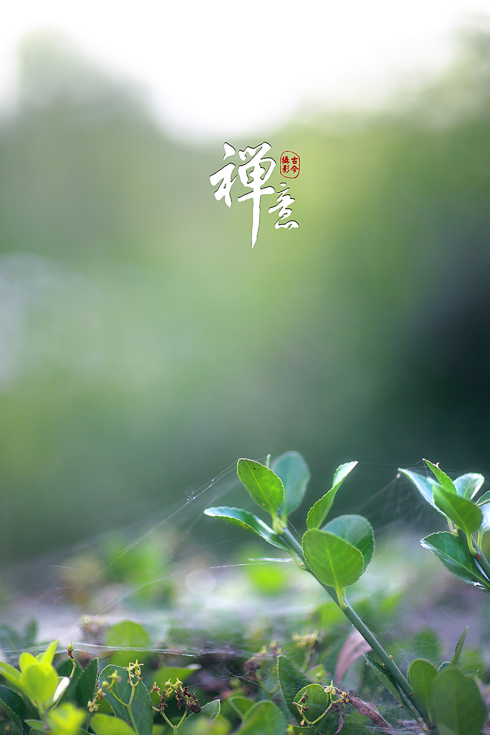 禅意