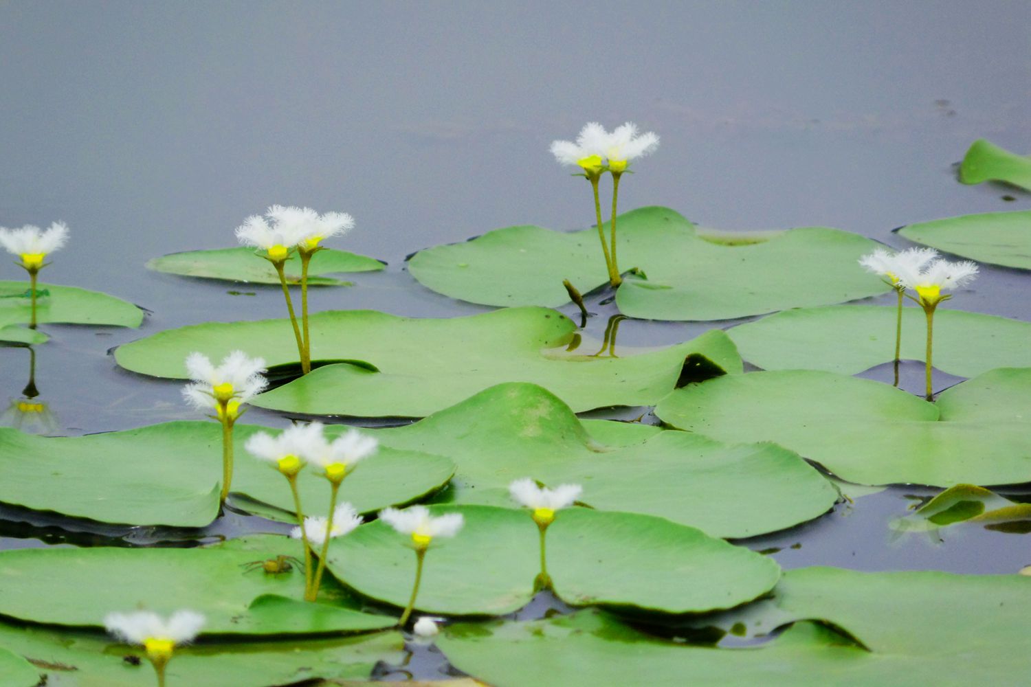 这个应该是野菱角花吧
