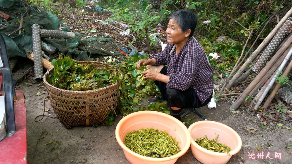 这是邻居，菱角菜拉回来还要花功夫摘