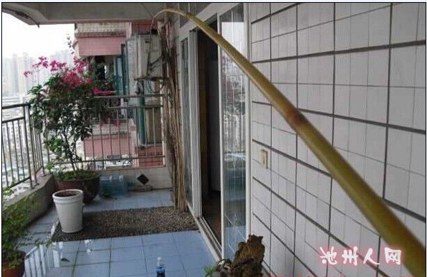 制作竹子鱼竿 - 快乐垂钓 - 池州人论坛 - Chizho