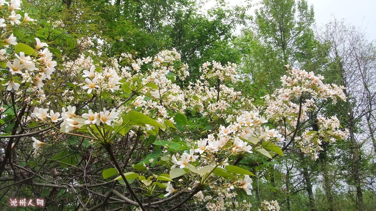 有人说这是油桐花,结的果压榨后就是桐油,不知道对不对