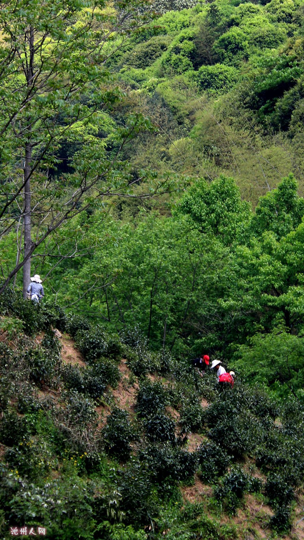 远处山坡上的采茶工