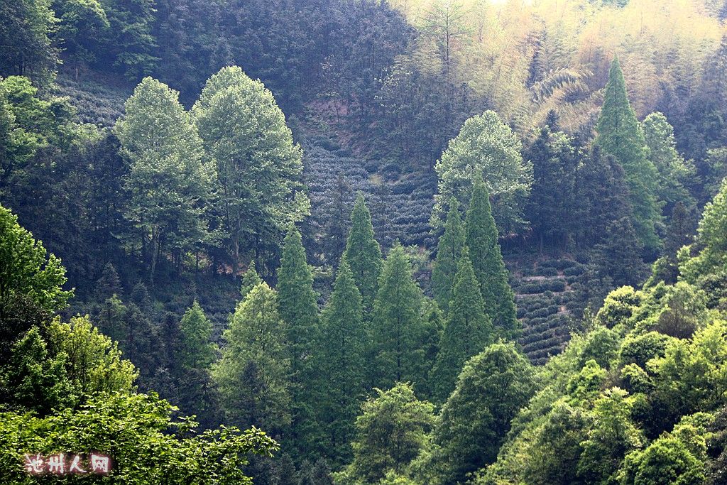 高山坡上的茶 园