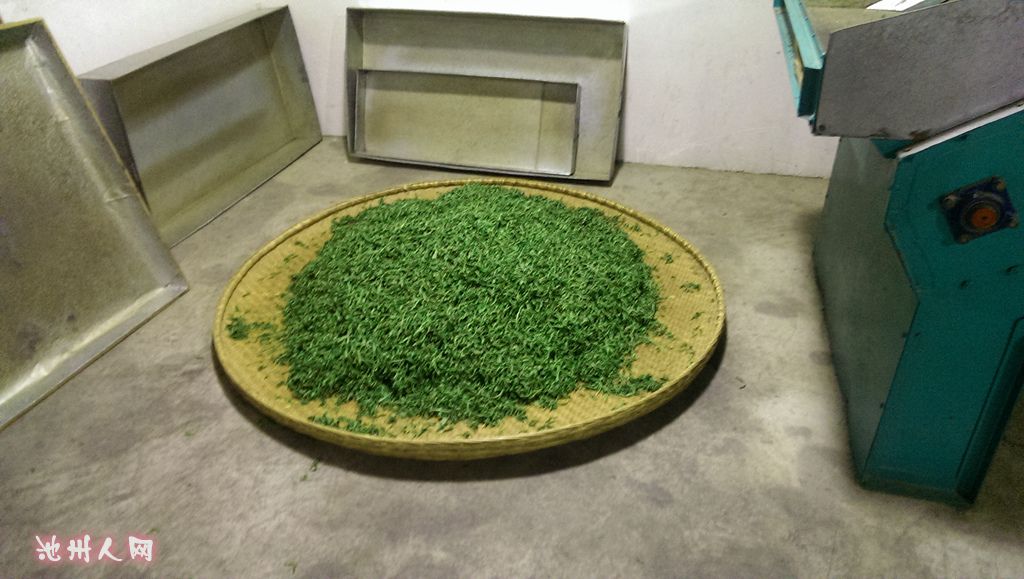码字不易,拍照更难,求加分,求采用...(从下午6点根拍到凌晨,早上6点多还补拍) 喝过霄坑茶叶的人不少,但是完完全全见过茶叶从鲜叶到干茶的过程,没多少人见过,现在我为大家解说一下真正霄坑茶叶的制作过程,(为了拍这次茶叶的制作过程,我等到凌晨才睡觉) 下午我家茶工采茶回家,杀青前挑捡鲜叶