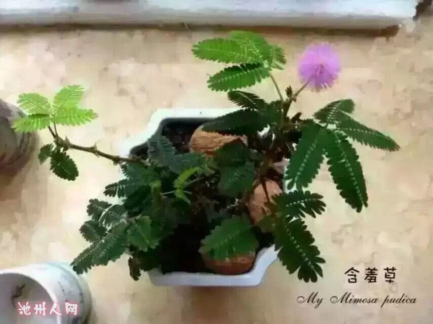 含羞草