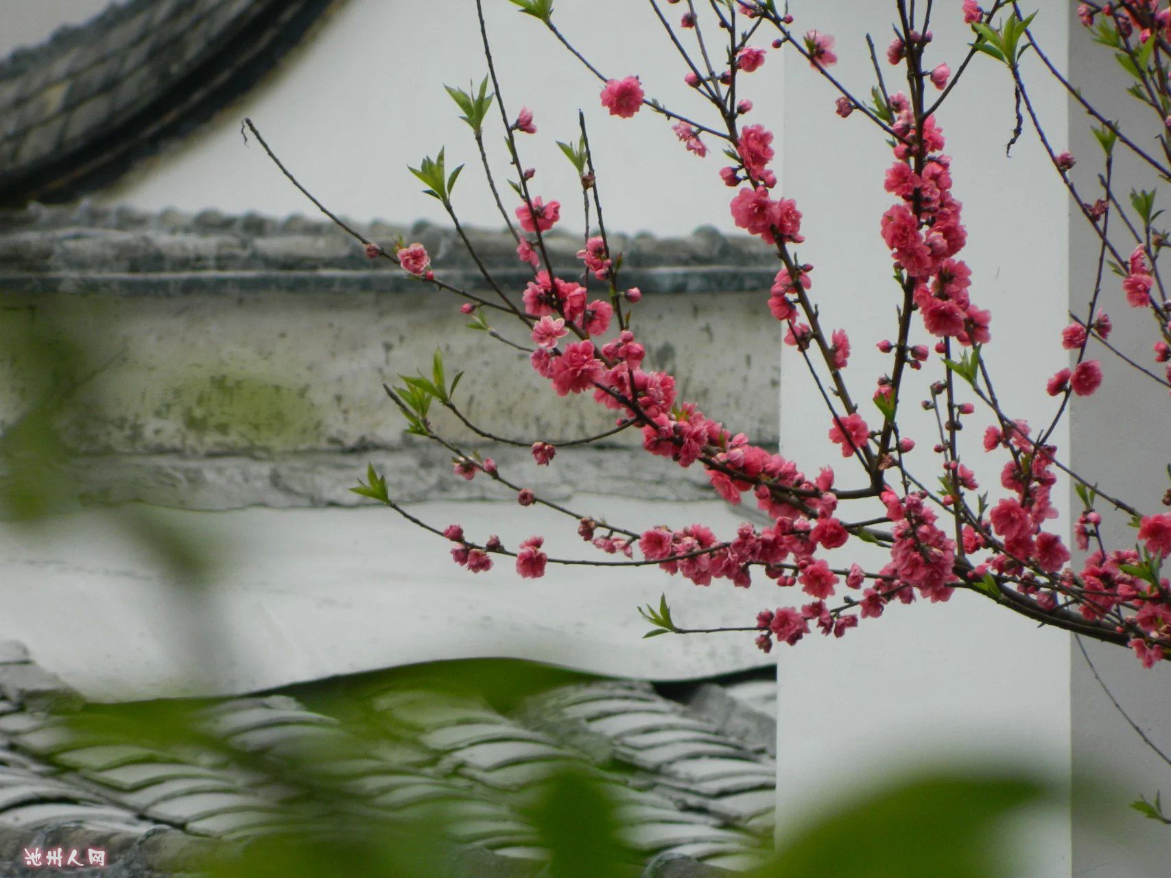 去年今日此门中, 人面桃花相映红.