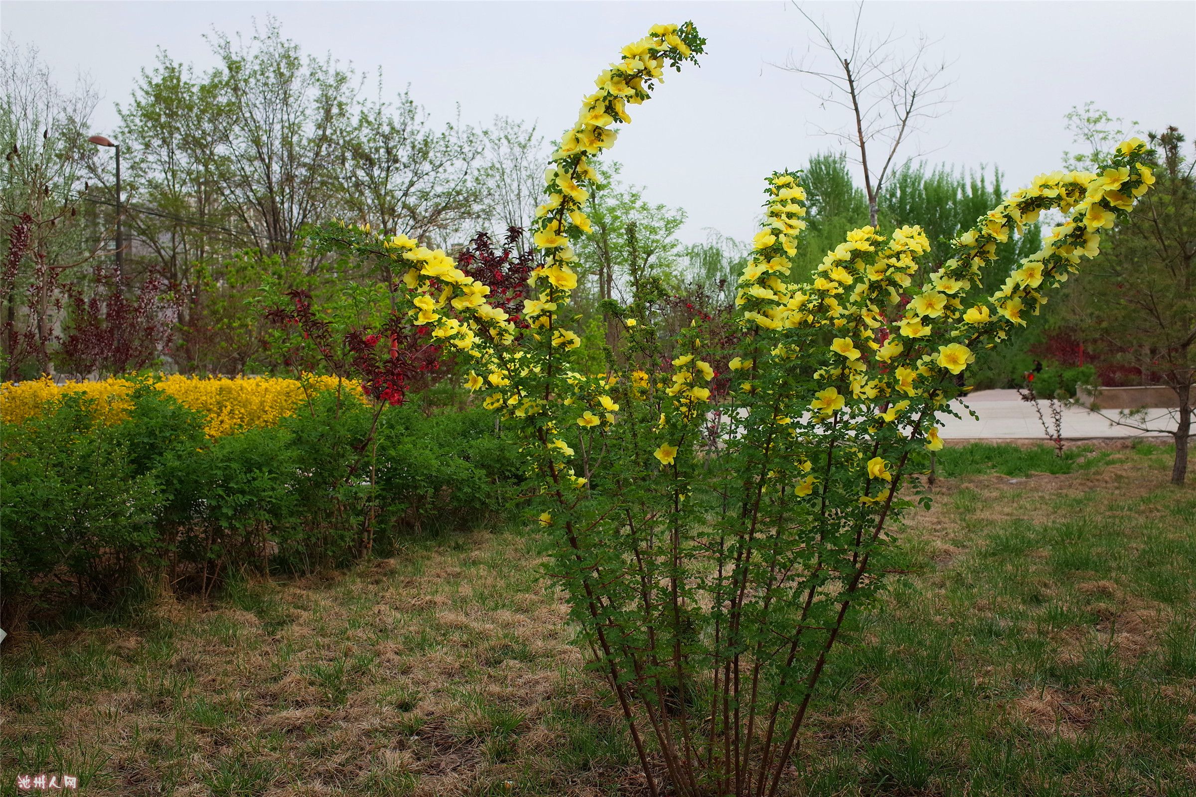 【走马观花】棣棠丛丛,花朵萌萌