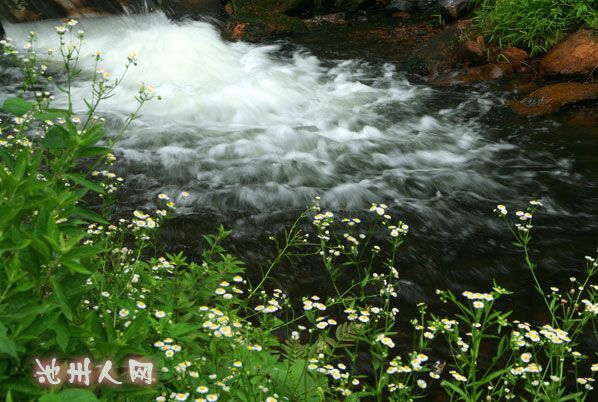 溪流野花.jpg
