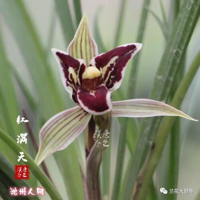 莲瓣兰红满天