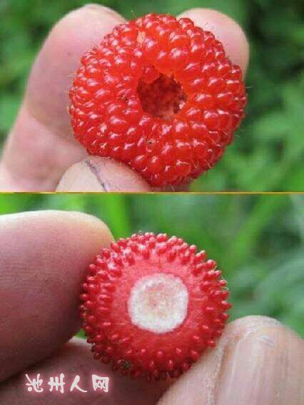 "野草莓"和"蛇果"傻傻分不清,"五一"在农村闹出了笑话