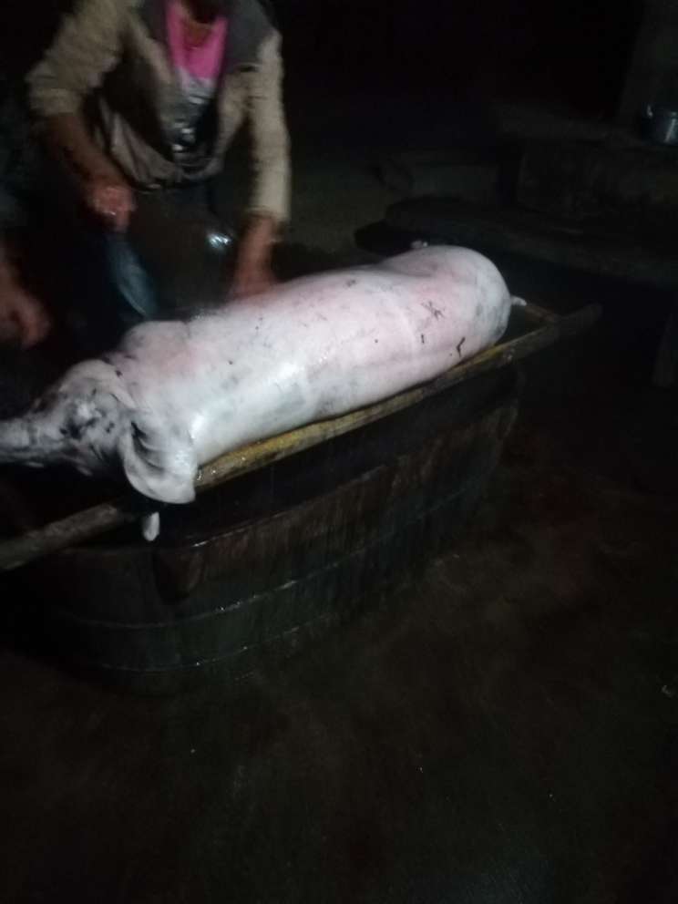 农村杀猪