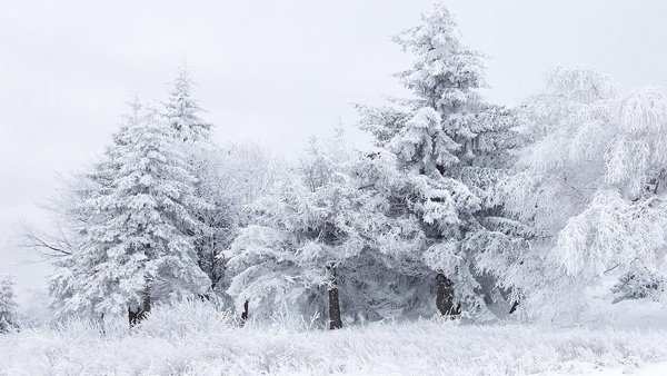 Winter-white-season-in-the-forest-HD-wallpaper_1920x1080.jpg