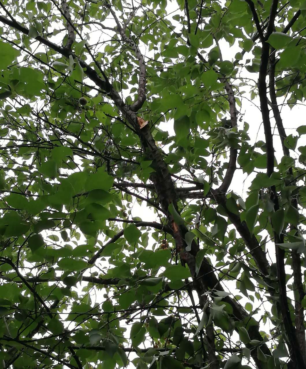 20180529_291706_1527569500158.jpg