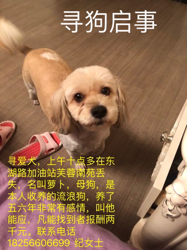 寻狗启事