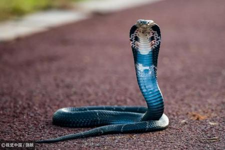 池州发现濒临灭绝蛇类-中华眼镜蛇,市民