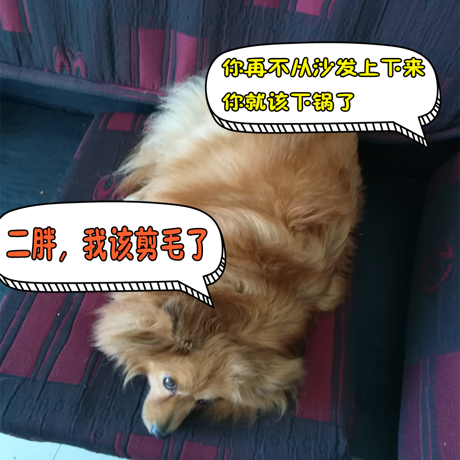 二狗子.jpg