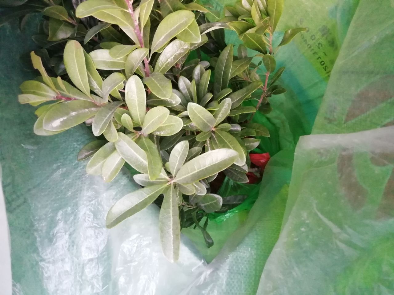 20190124_273897_1548320203128.jpg