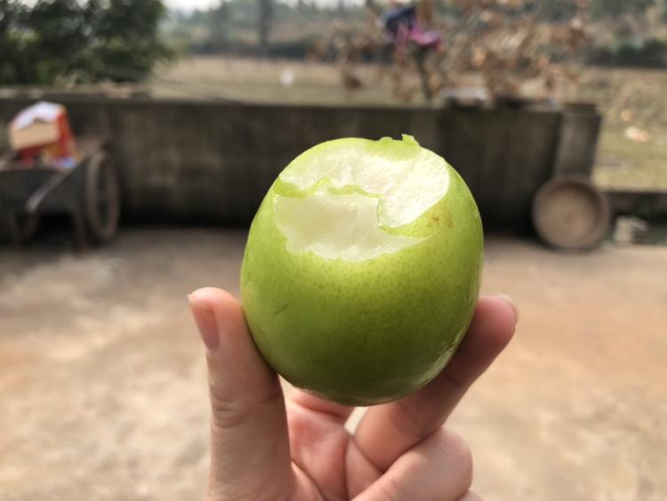 有人知道这是什么水果吗?吃起来像梨子但比梨子小