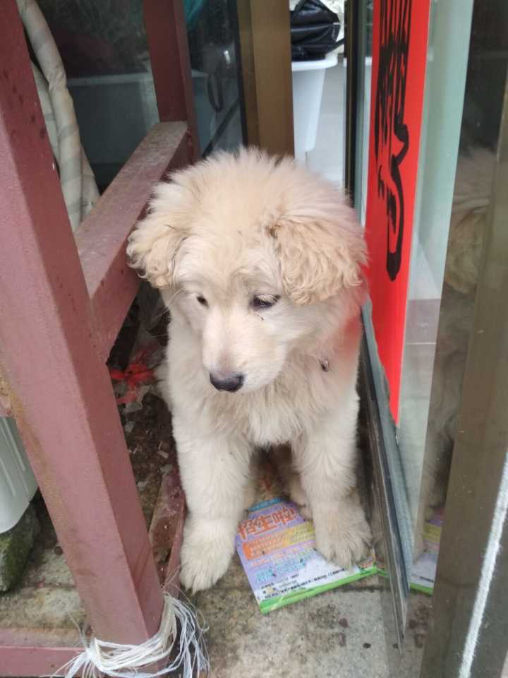 无家可归的小狗