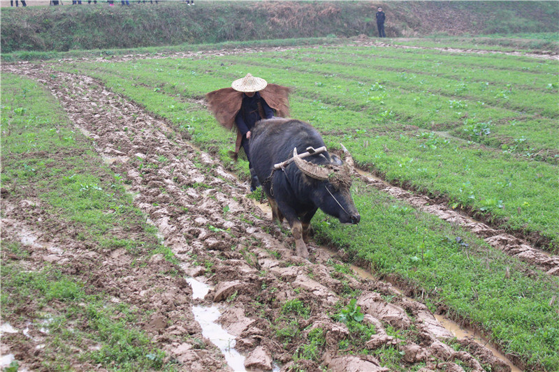 耕田1.jpg