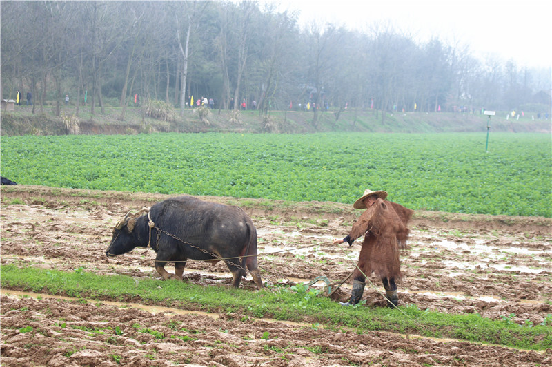 耕田3.jpg