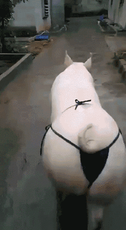 20190311_303666_1552305382022.gif