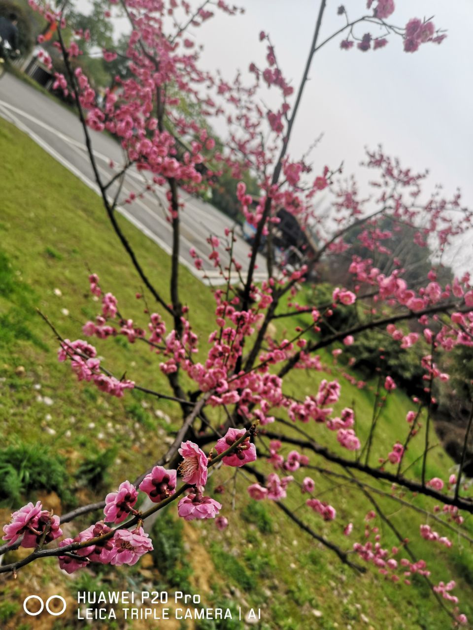 20190321_244668_1553176161545.jpg