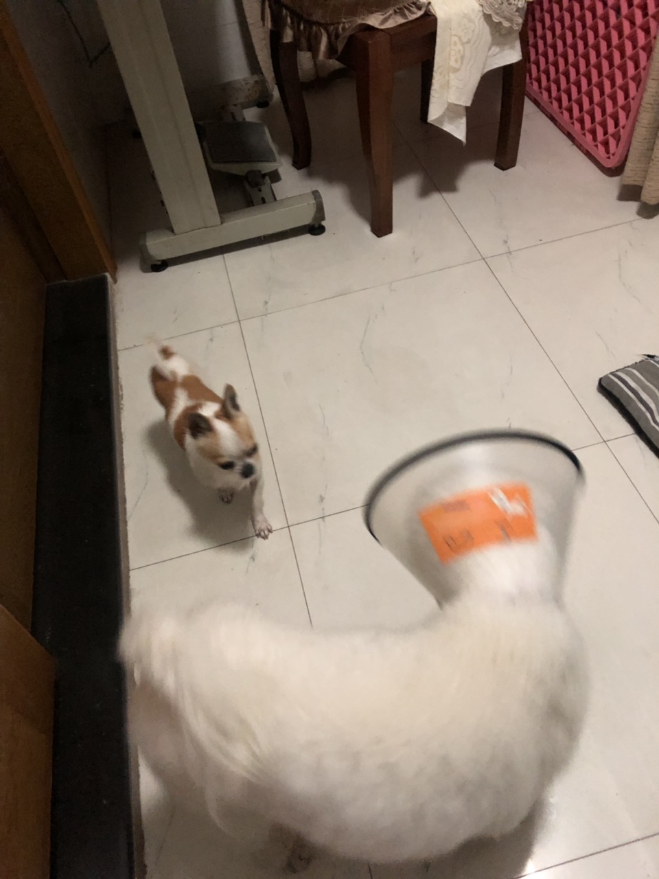 201903233163481553346655843376.jpg
