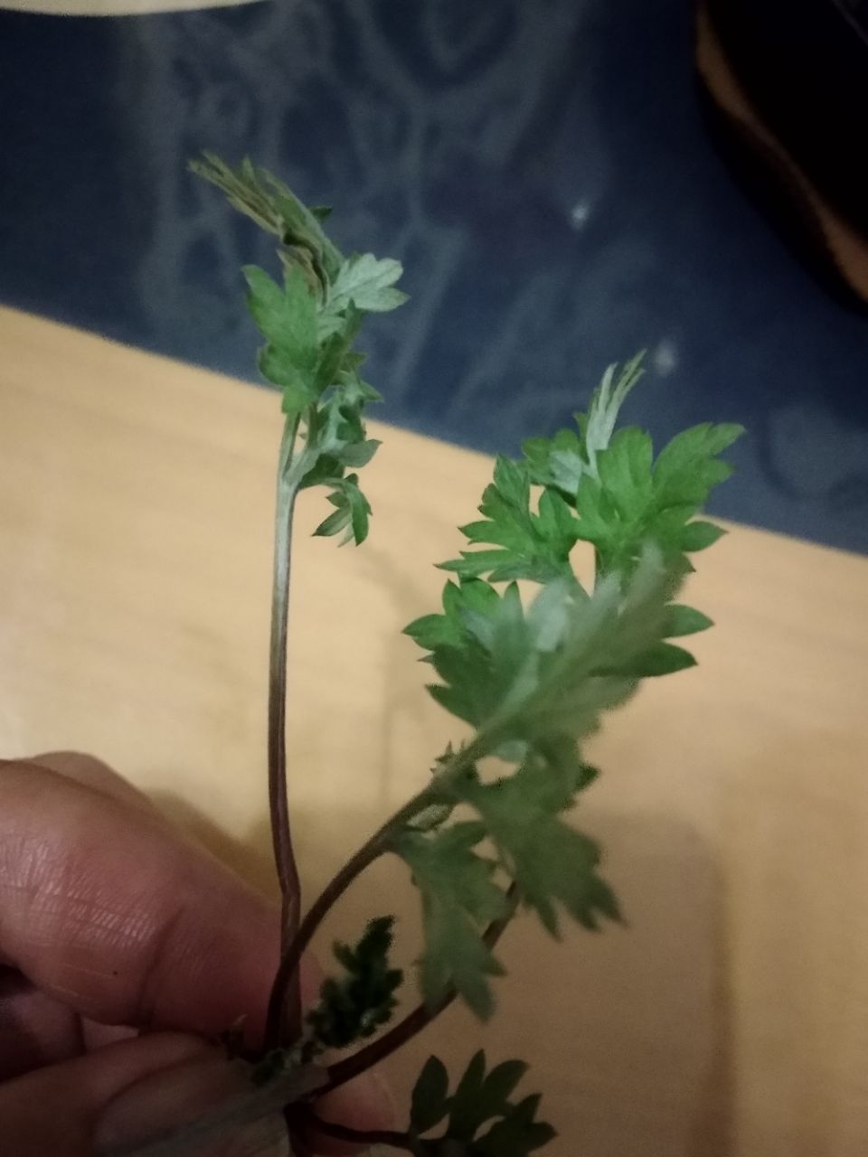 20190324_6602_1553388896481.jpg