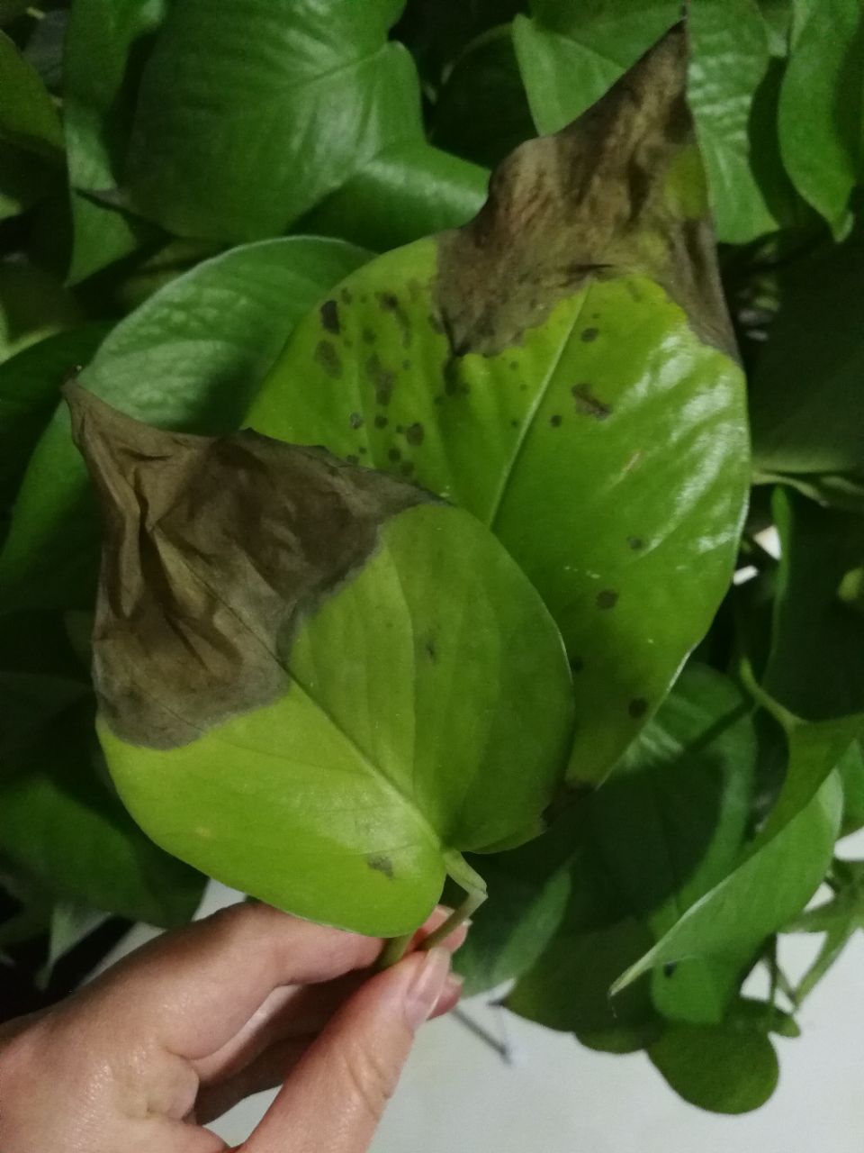 20190406_72137_1554543876394.jpg
