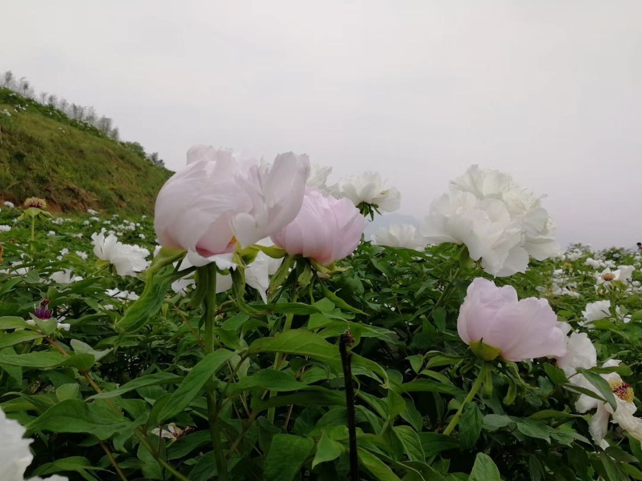 20190415_296450_1555314103737.jpg