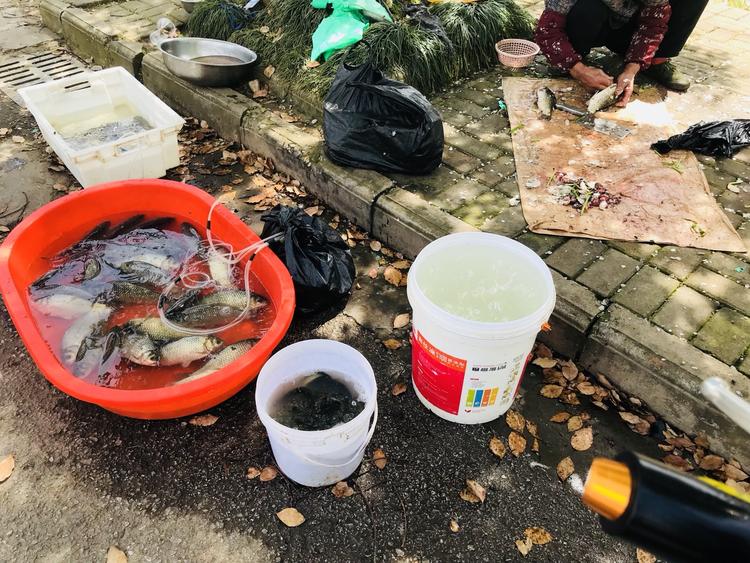 在昭明大道上摆鱼摊,苍蝇飞来飞去味道太刺鼻了(已回复)