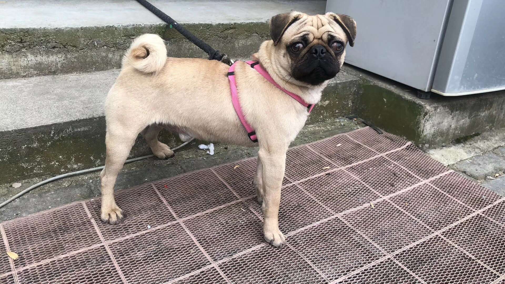 爱犬照片