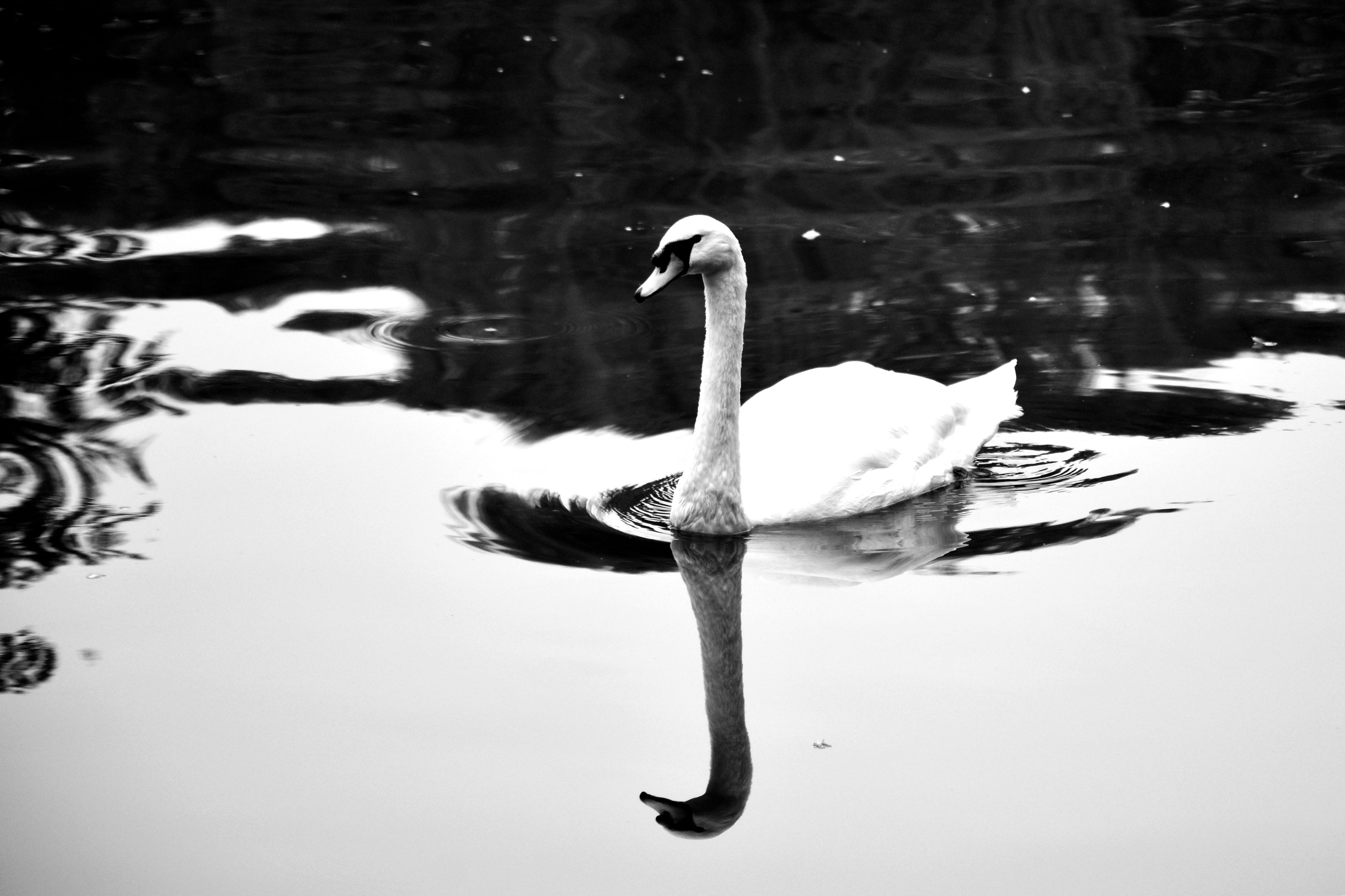 DSC_0806.JPG