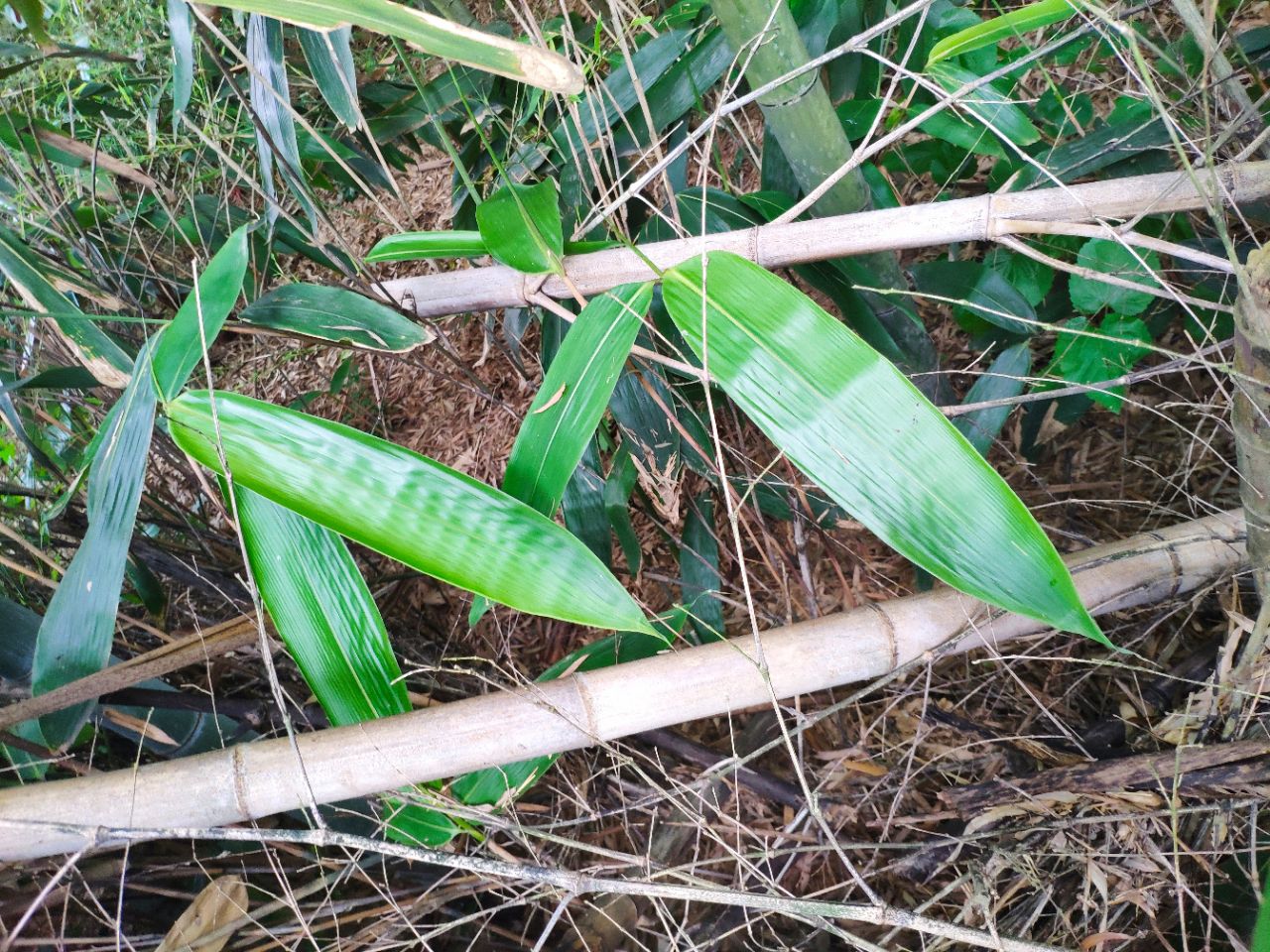 20190602_235798_1559443825814.jpg