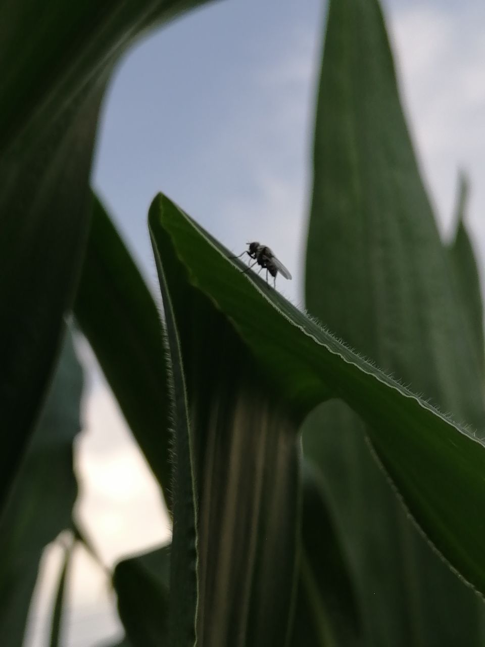 20190607_233786_1559898180232.jpg