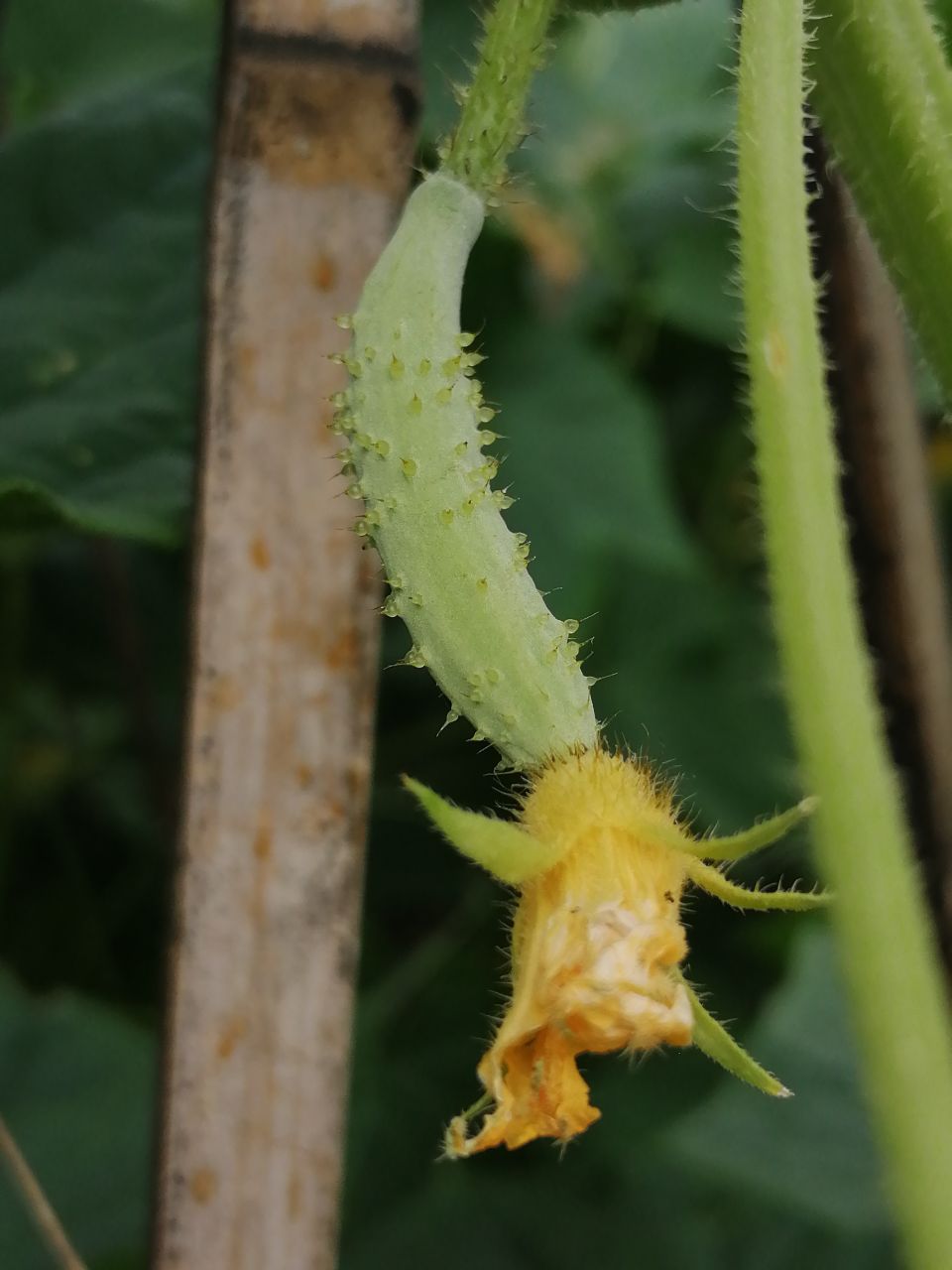20190607_233786_1559898181374.jpg